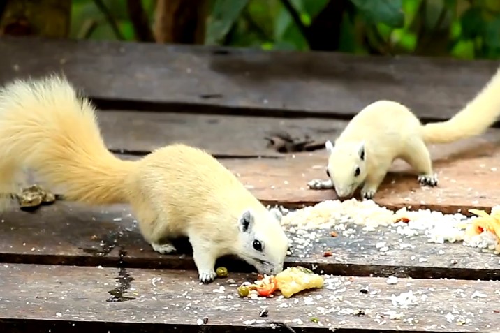 white squirrel eat